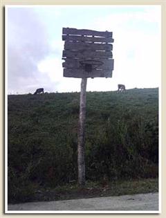 panneau de basket en pleine jungle