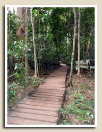 petit chemin dans la jungle