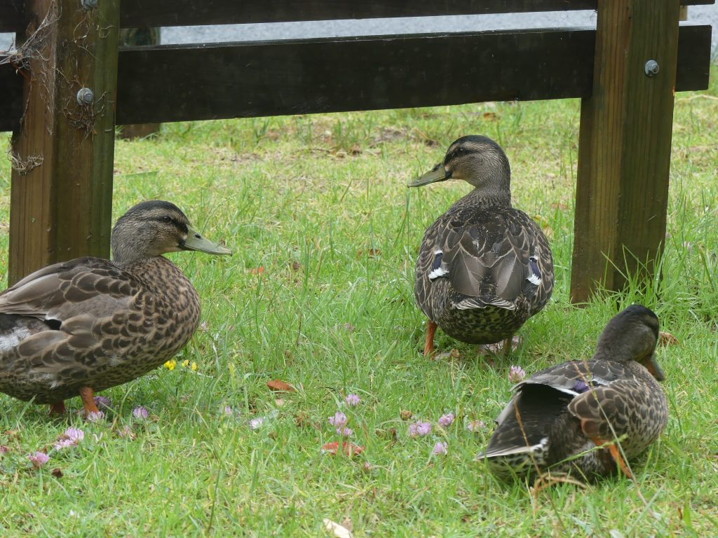 la team skull des canards
