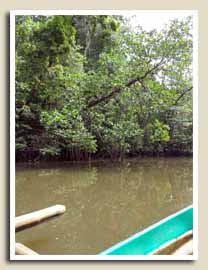 Balade sur la Mangrove