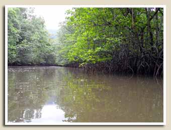 Balade sur la Mangrove