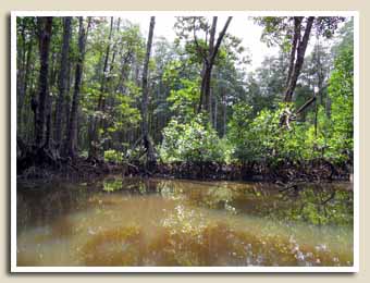 Balade sur la Mangrove