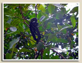 Balade sur la Mangrove
