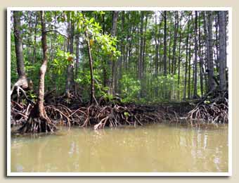 Balade sur la Mangrove