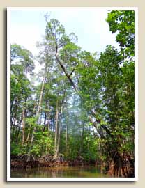 Balade sur la Mangrove