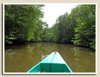 Balade sur la Mangrove