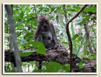 Singe sur le monkey trail