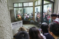 la cage à pandas