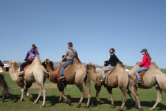 Chameaux en Mongolie