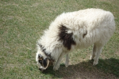 Mouton familial