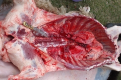 cours d'anatomie animale