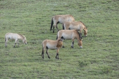 Chevaux en Mongolie