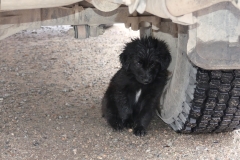 Petit chien sous le véhicule (verso)