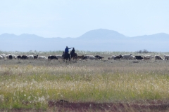nomades à cheval vers leur troupeau