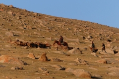 les nomades rapportent le troupeau