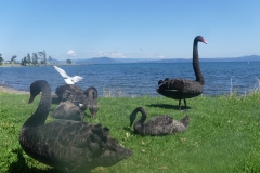 Taupo (15)