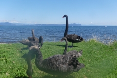 Taupo (16)