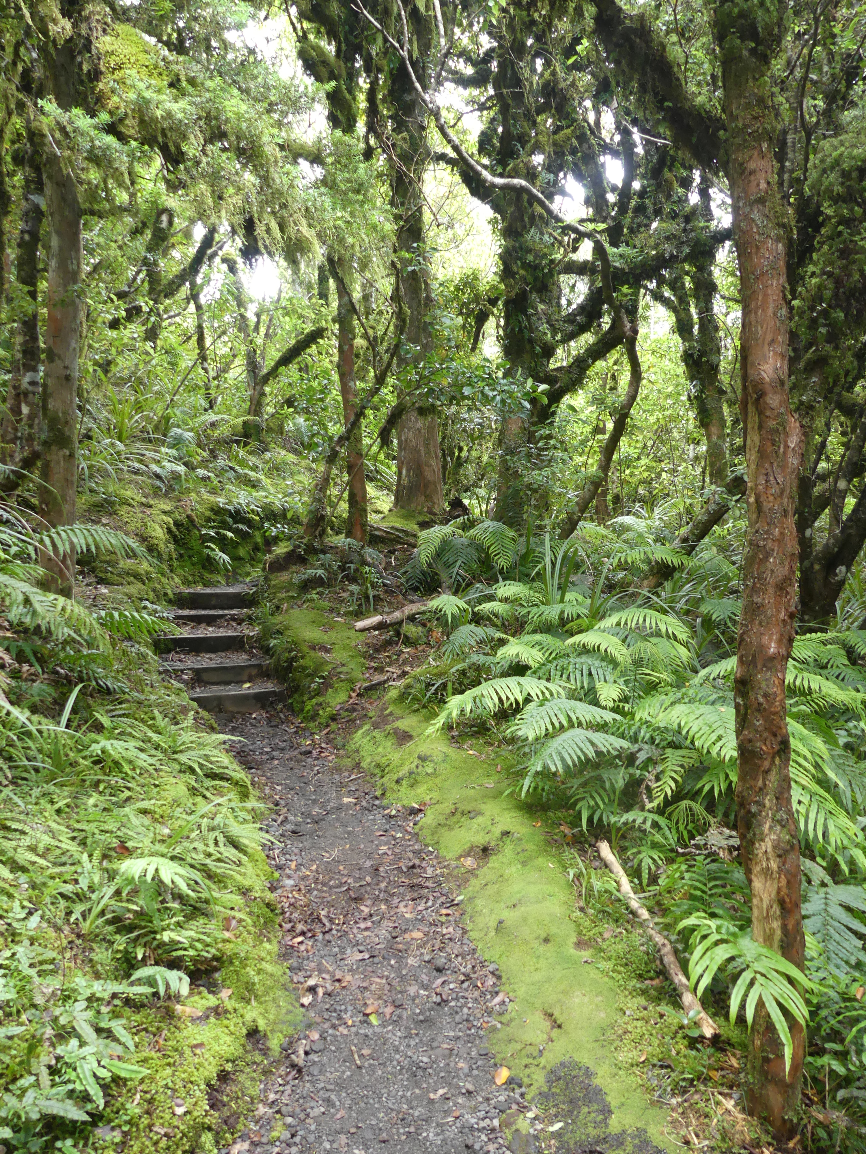 Dawson fallsand the goblin forest