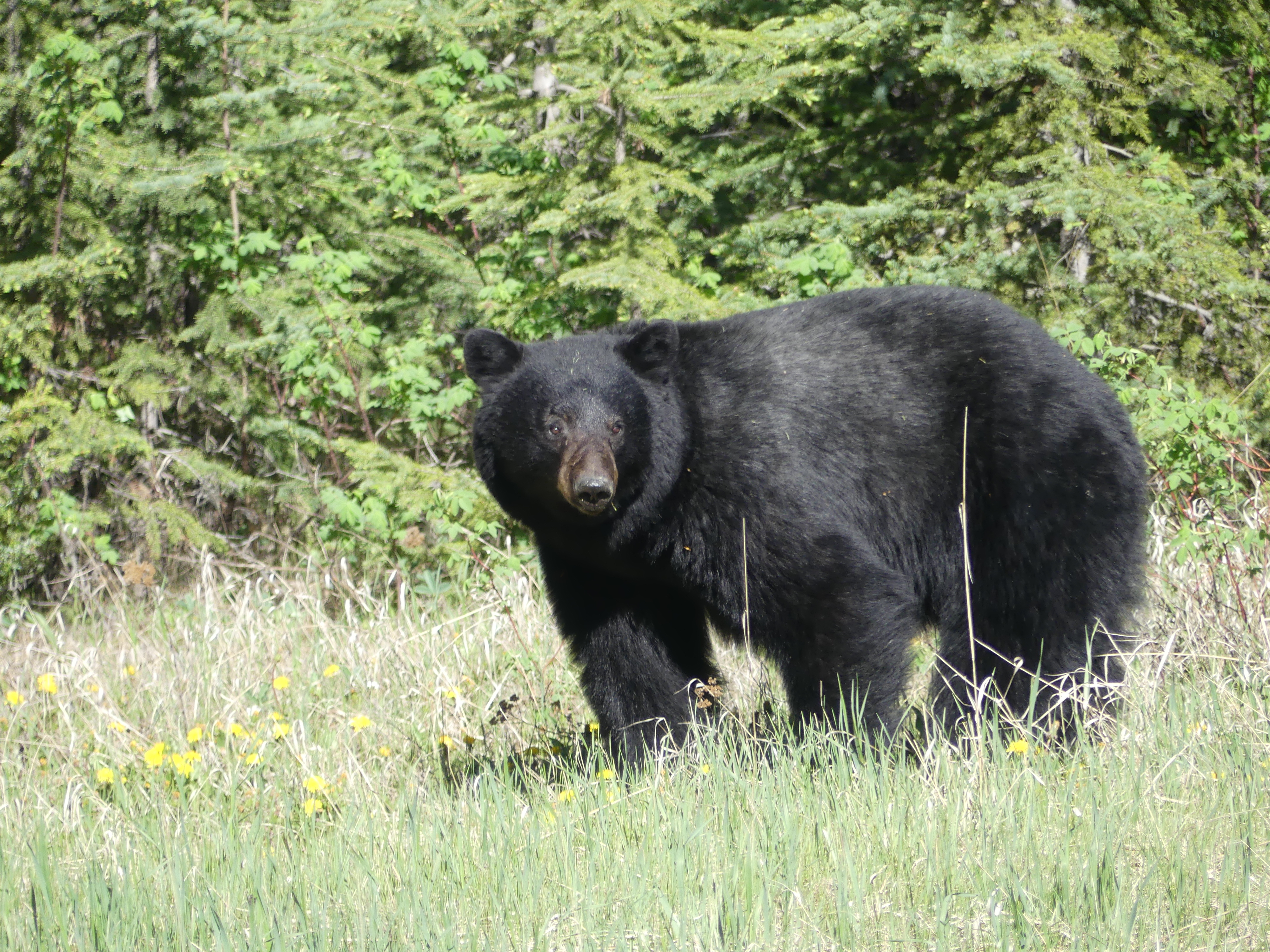 l'ours du Yoho NP