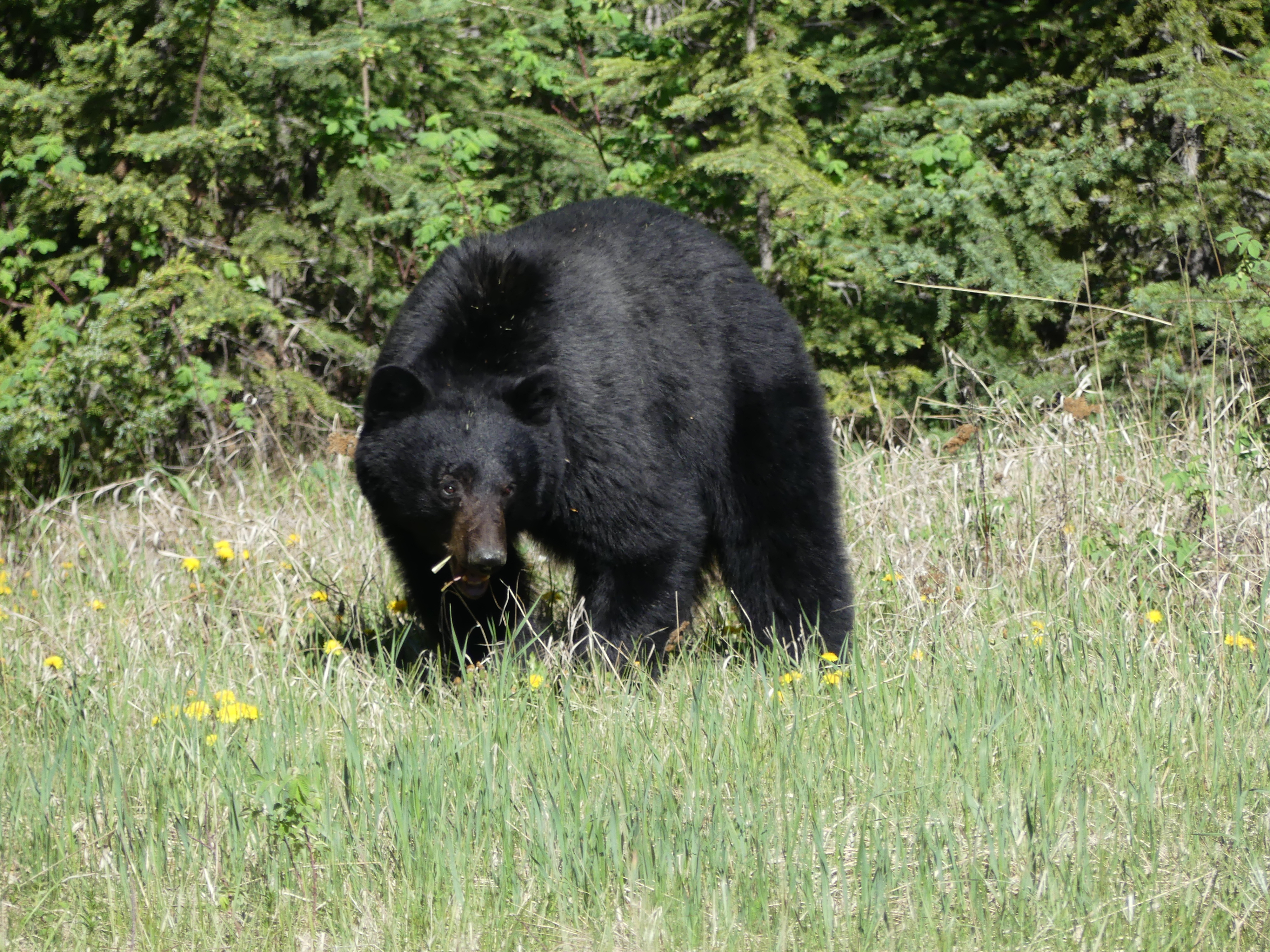 l'ours du Yoho NP