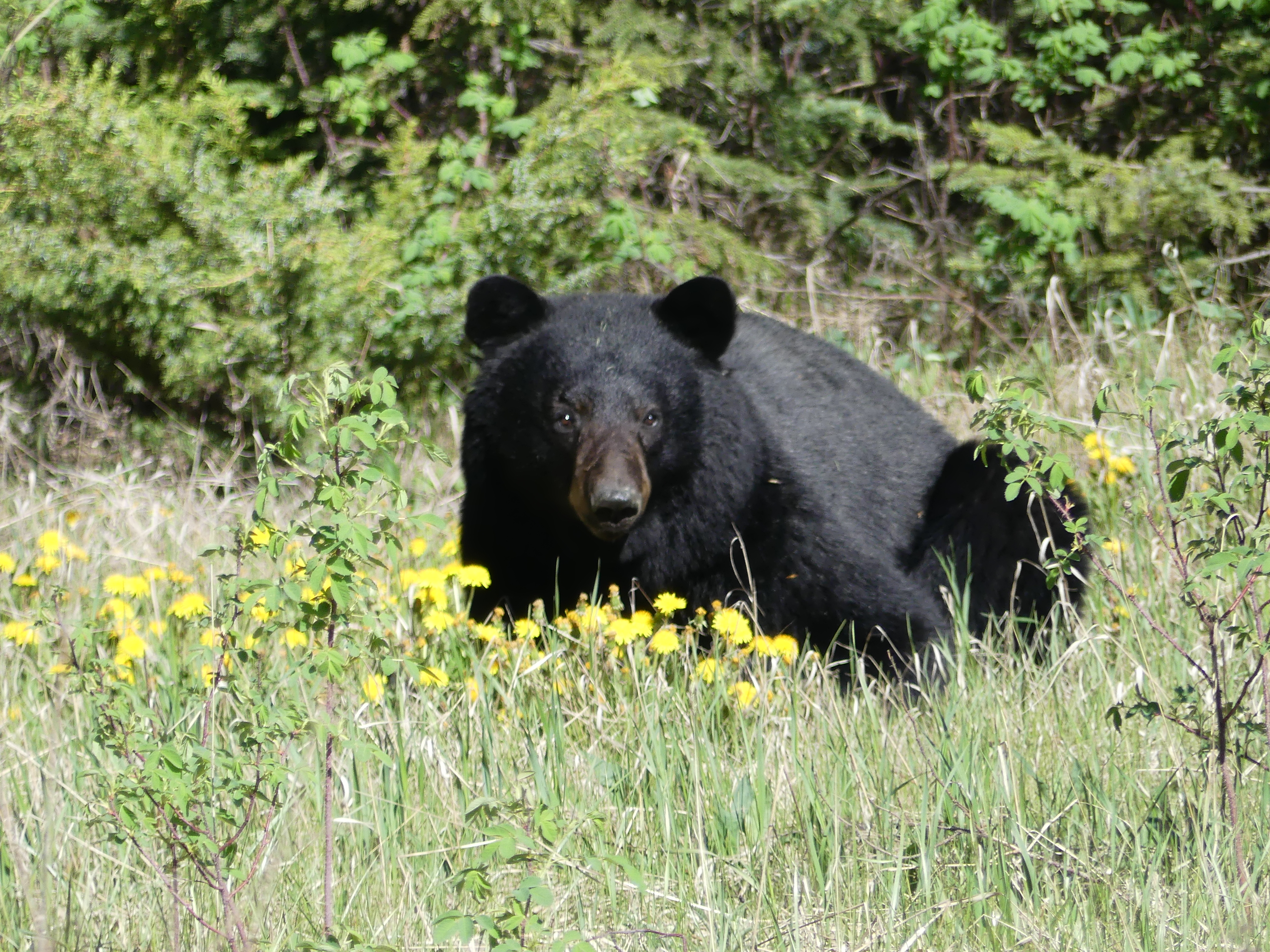 l'ours du Yoho NP