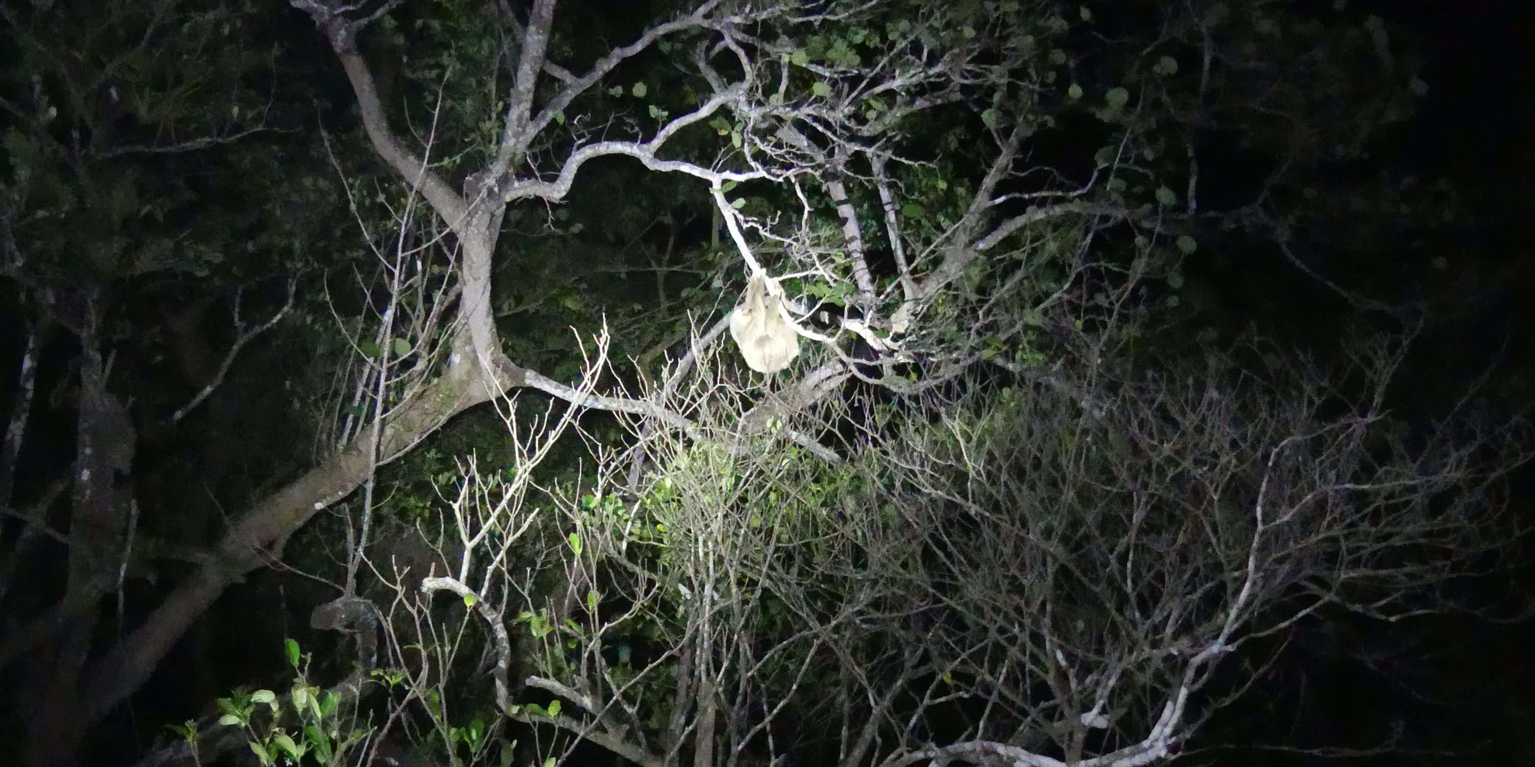 night walk Tortuguero
