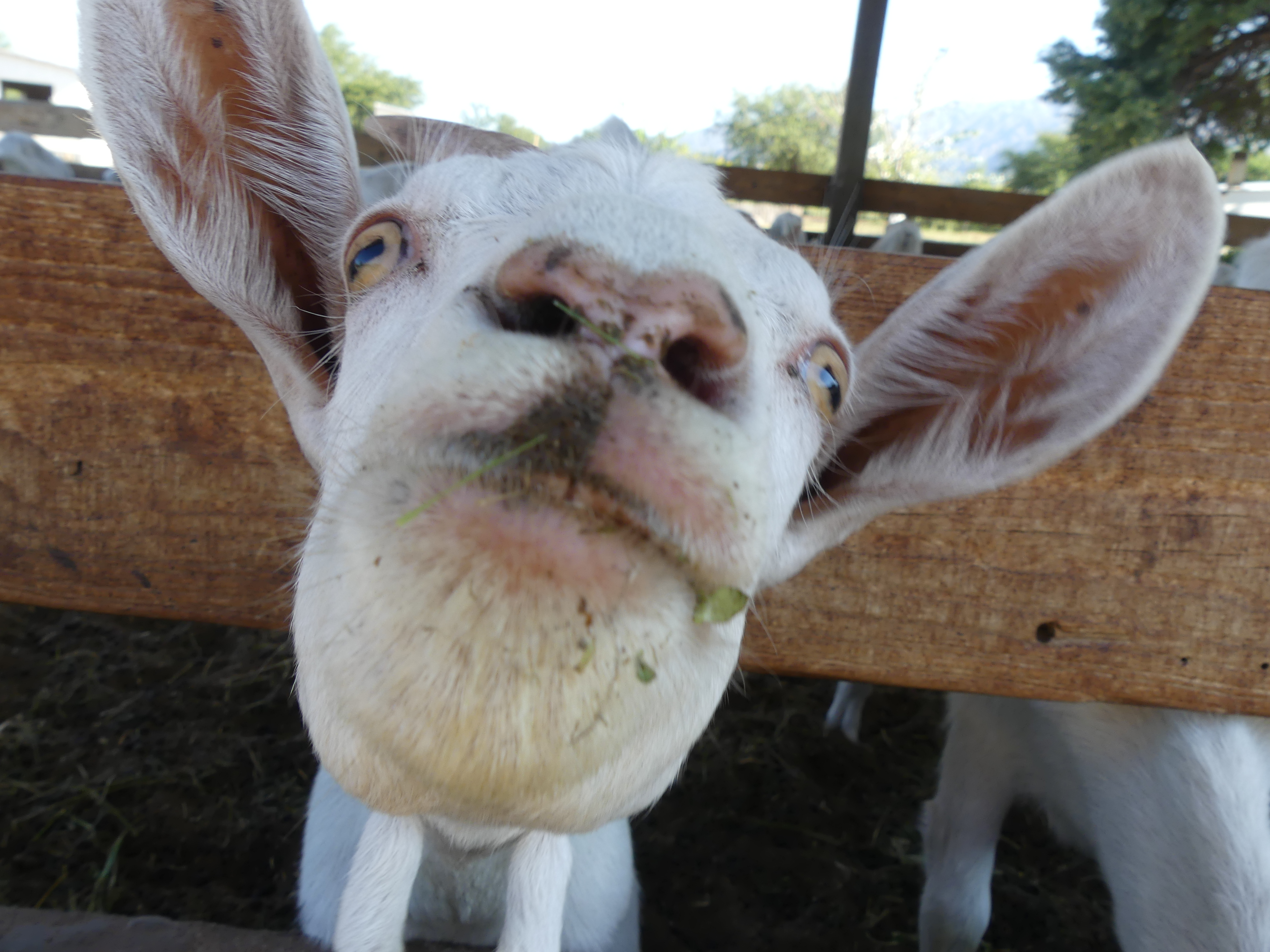 à la chèvrerie de Cafayate